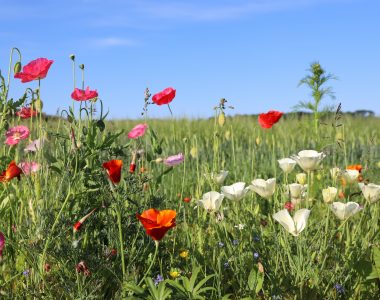 Beautiful,Flowery,Roadside.,A,Sunny,Summer,Day,In,The,Countryside